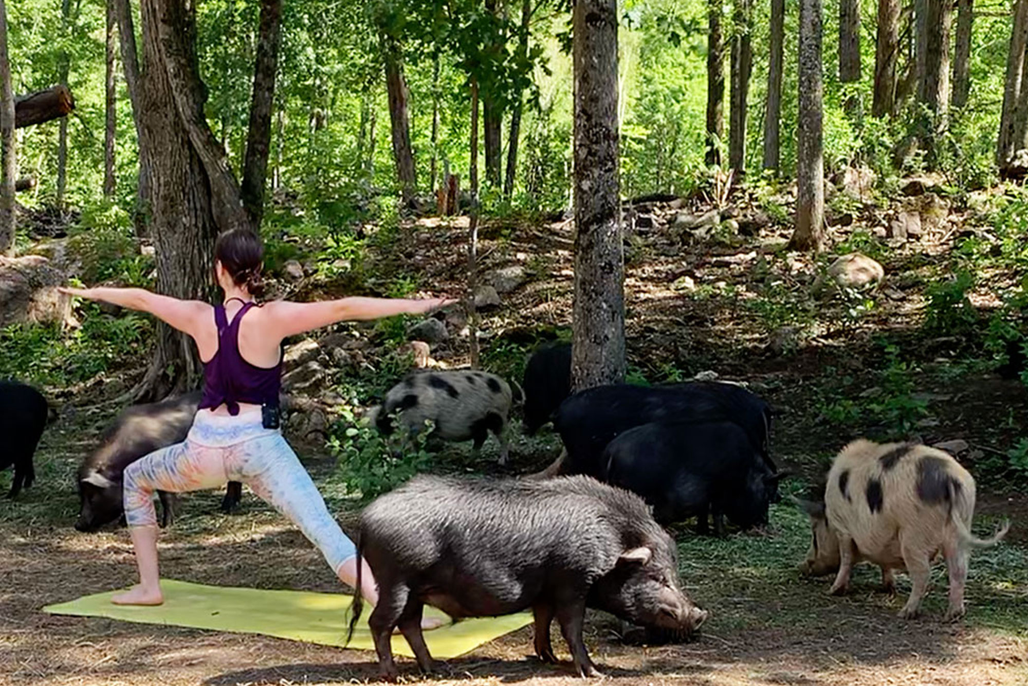 Take a virtual yoga class in Pig Paradise