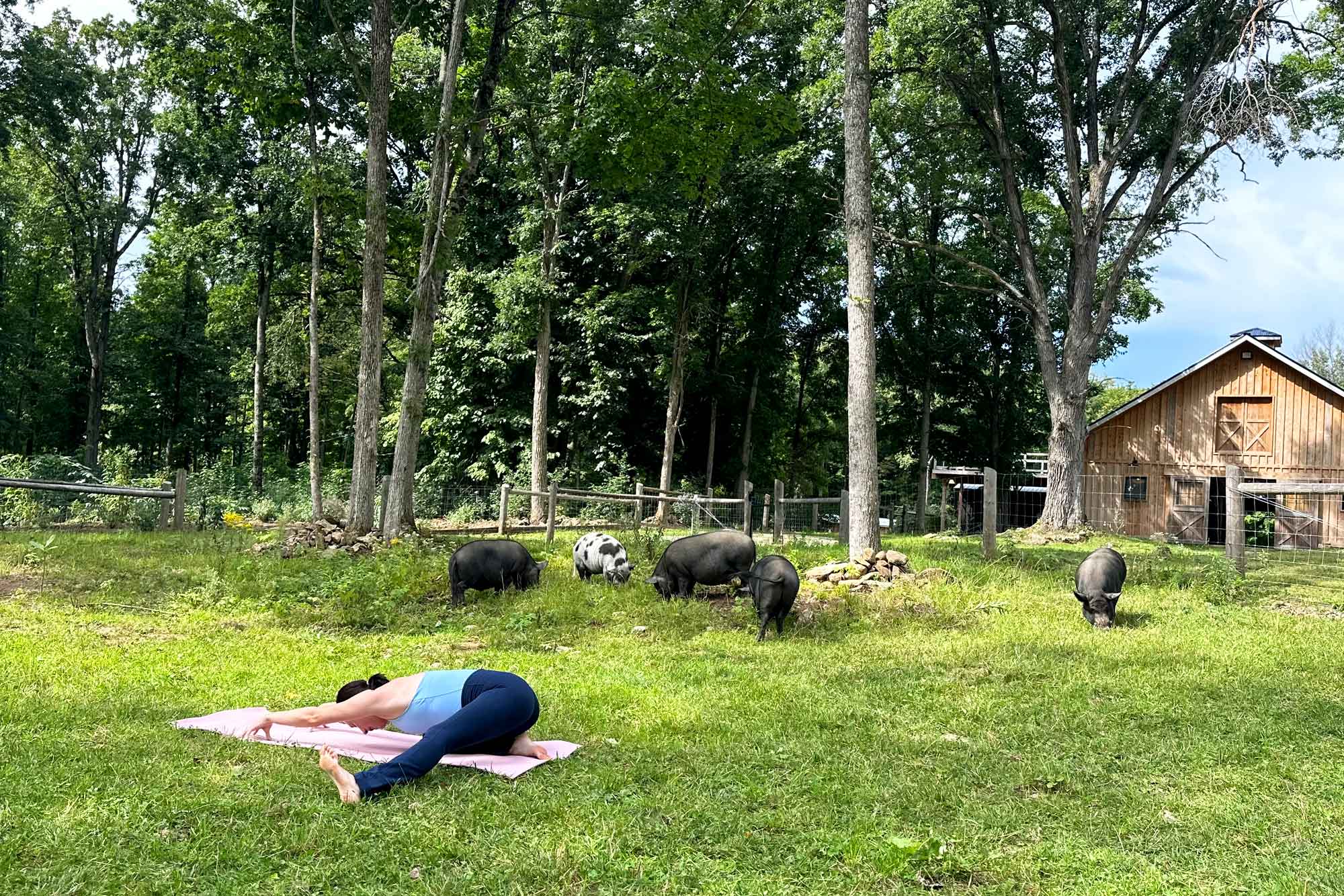 Yoga with Kassandra and the Pigs - The Sweet Sanctuary